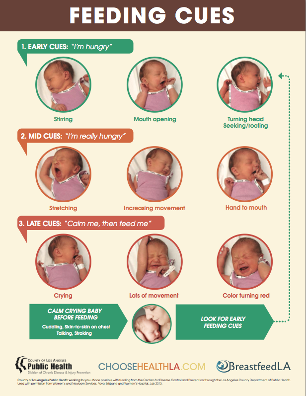 BreastfeedLA  » Feeding Cues Posters